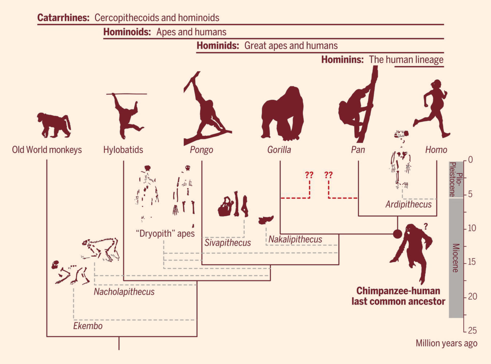 Do Hominins include apes?