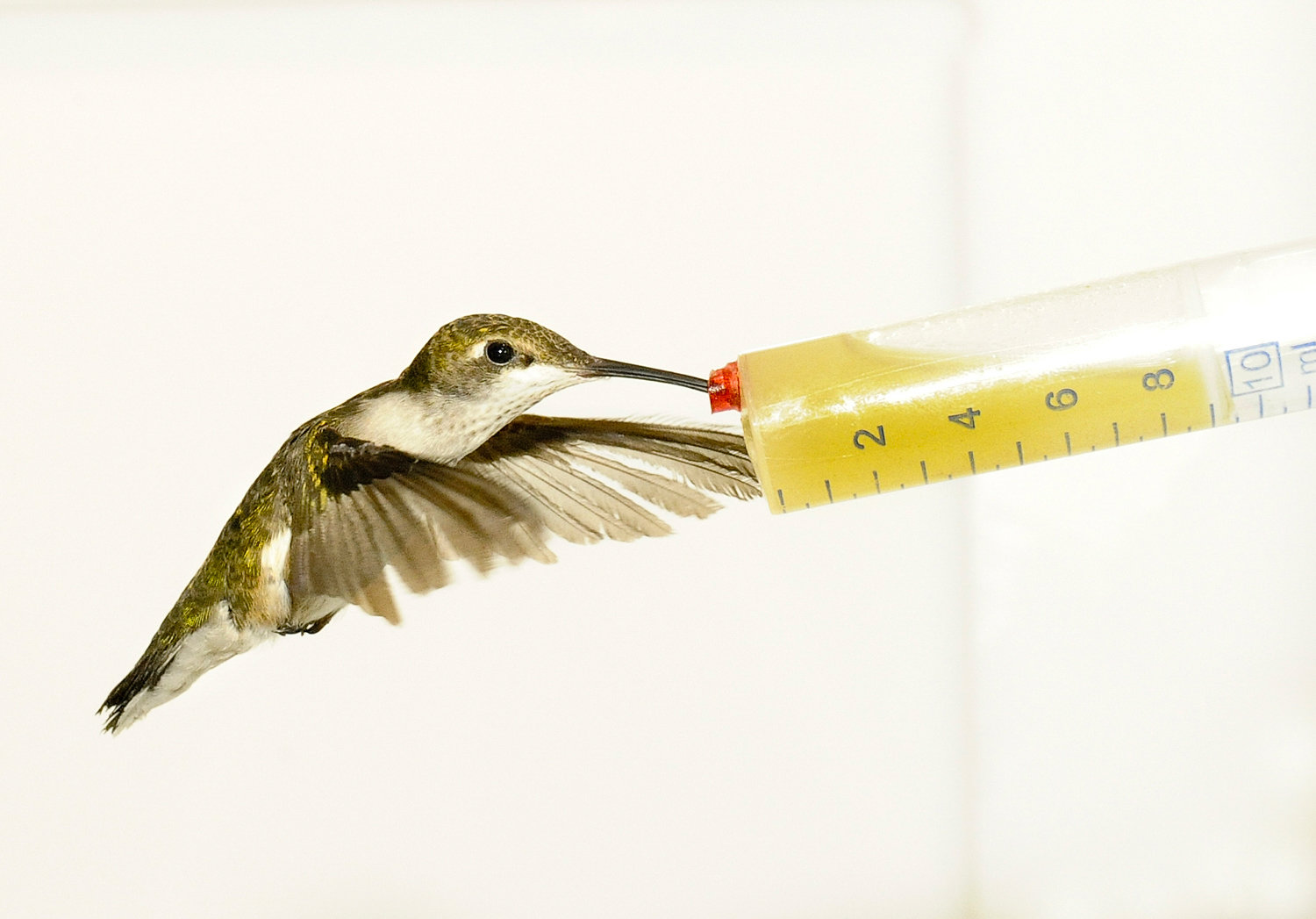 Do hummingbirds have high blood pressure?