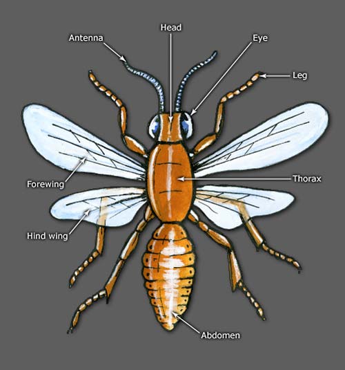 Do insects have segmented bodies?