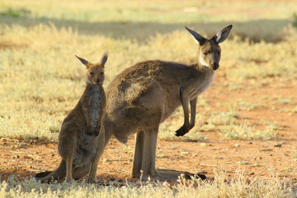 Do kangaroos fart methane?