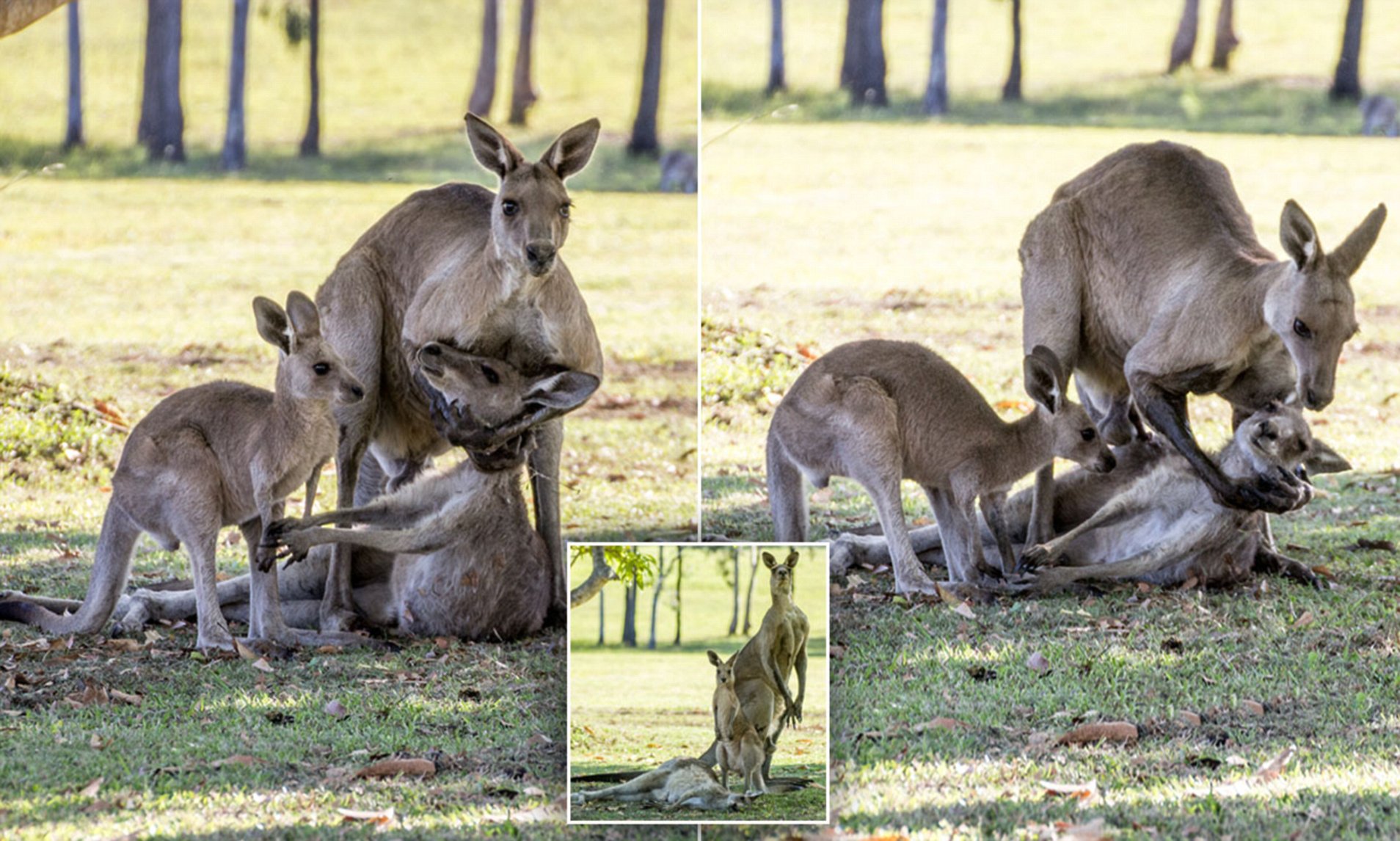 Do kangaroos leave their babies?