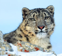 Do leopards kill baby pandas for food? Do leopards kill baby pandas for food?