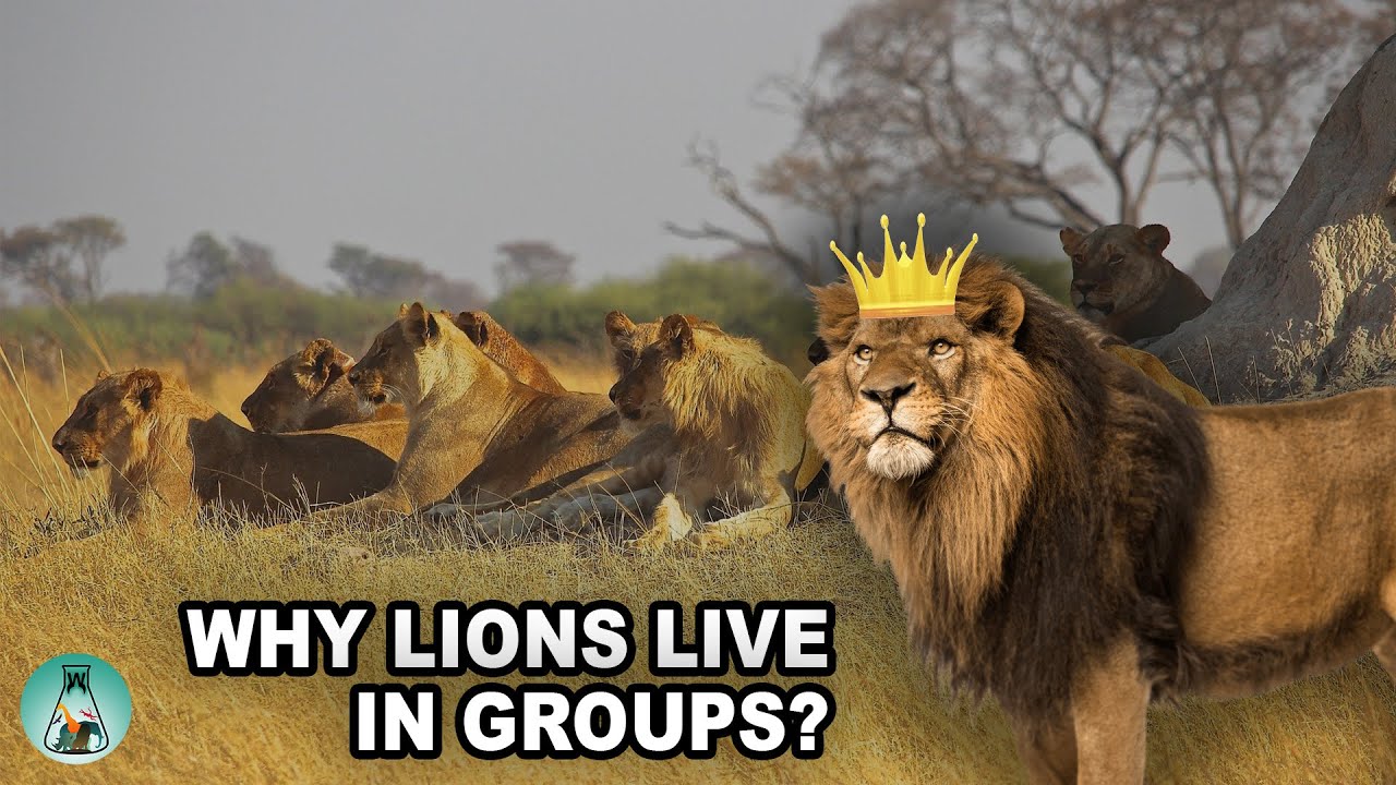 Do lions live in groups or prides?