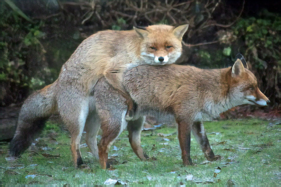 Do male foxes stay with the family? Do male foxes stay with the family?