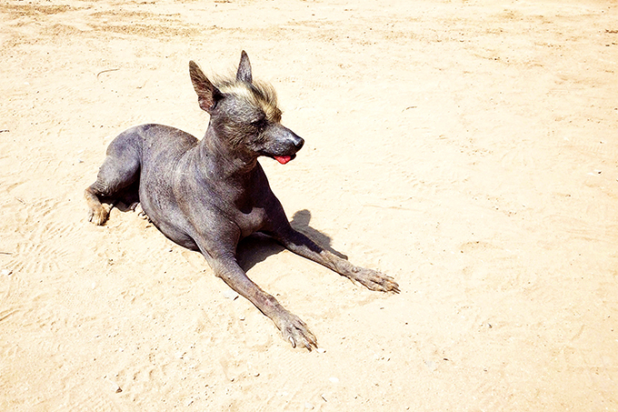 Do Mexican Hairless Dogs chase squirrels?