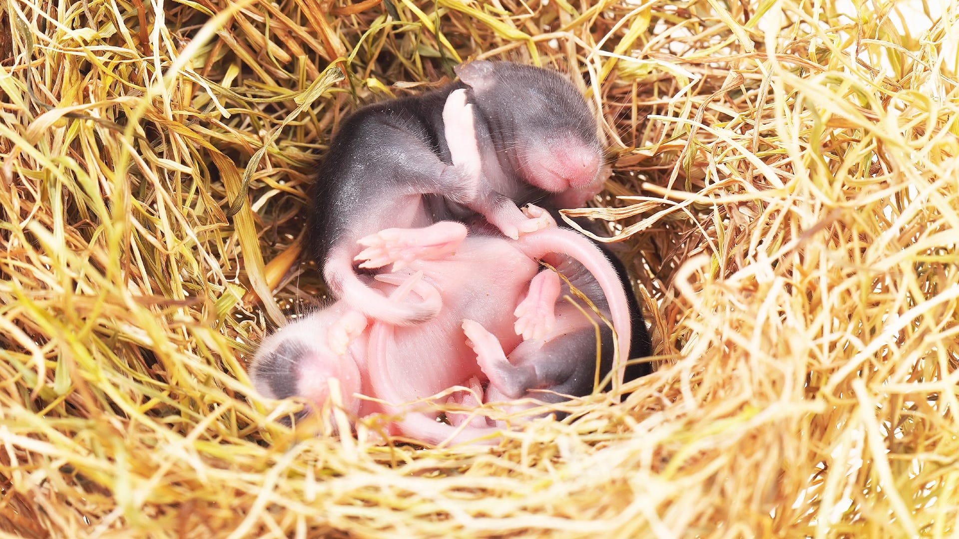 Do mice eat other baby mice? Do mice eat other baby mice?