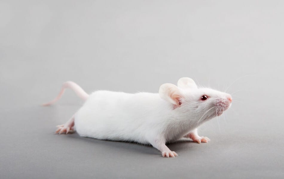 Do mice have a sense of smell? Do mice have a sense of smell?