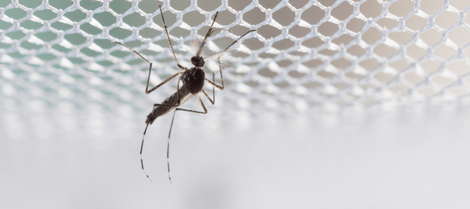 Do mosquitoes have a nest?
