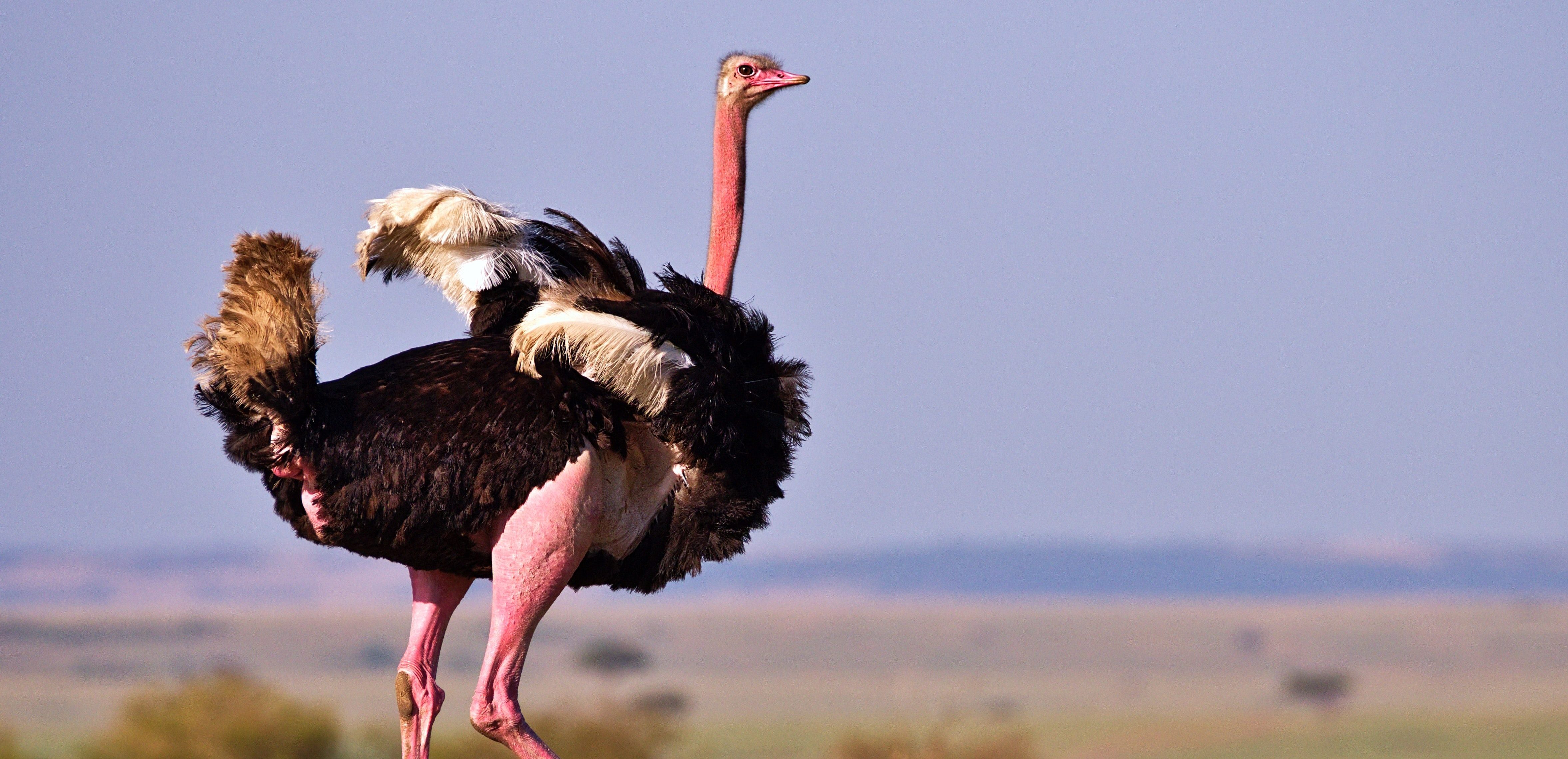 Do ostriches have wings?