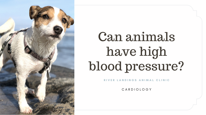 Do other animals have high blood pressure?
