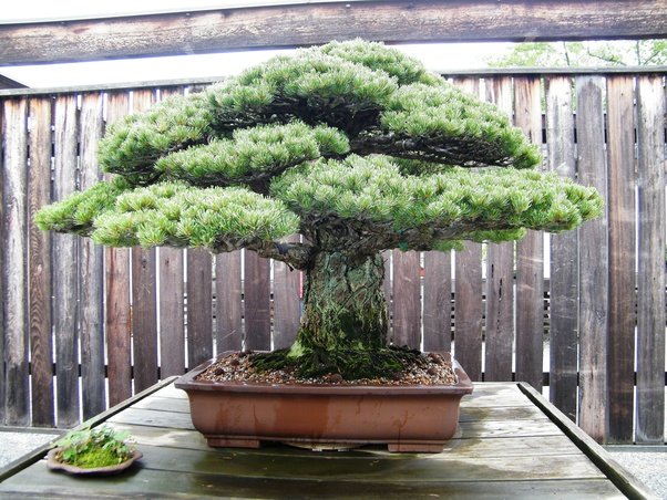 Do Plants live forever? Do Plants live forever?