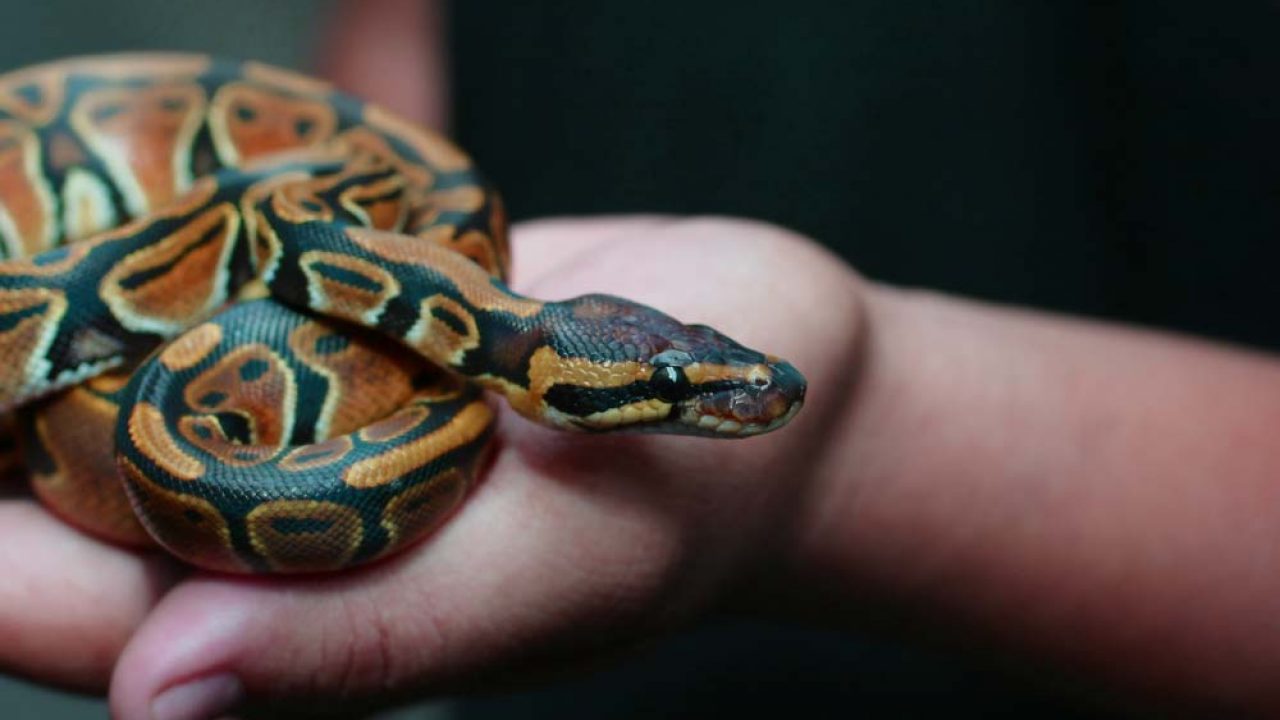 Do pythons like to be pet?