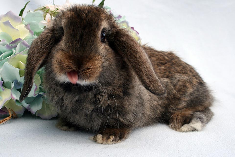 Do Rabbits hear when they are born?