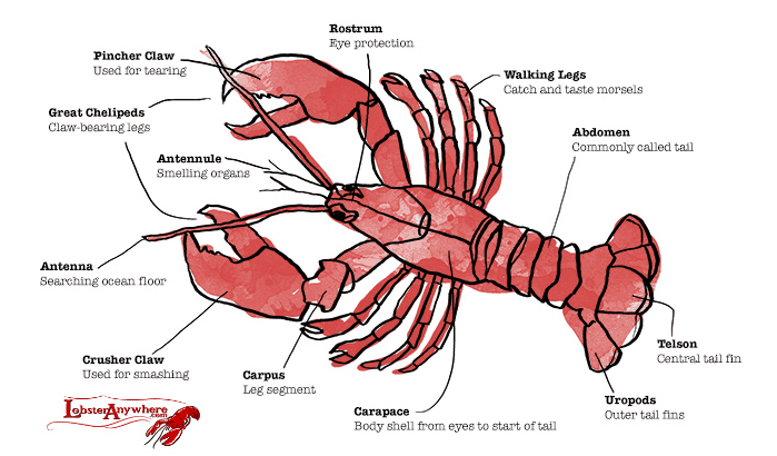 Do real lobsters have claws?