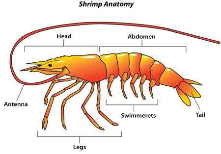 Do shrimps have 10 legs?