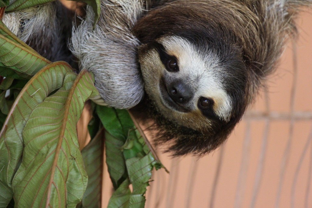 Do sloths digest food slowly?