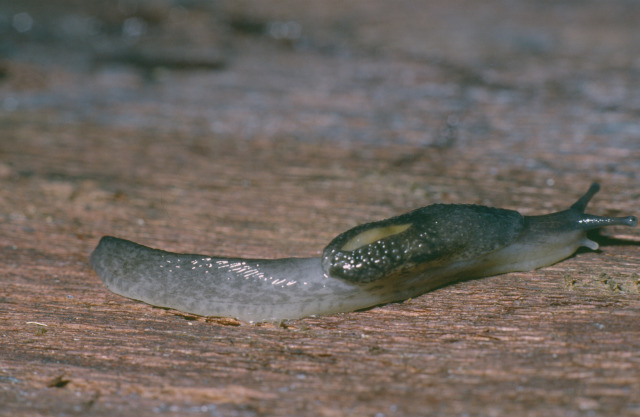 Do slugs crawl on their feet?