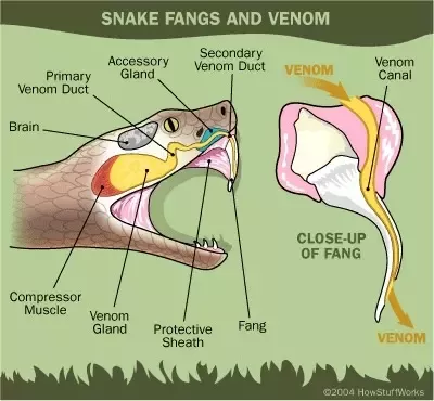 Do snakes have venom in their fangs?