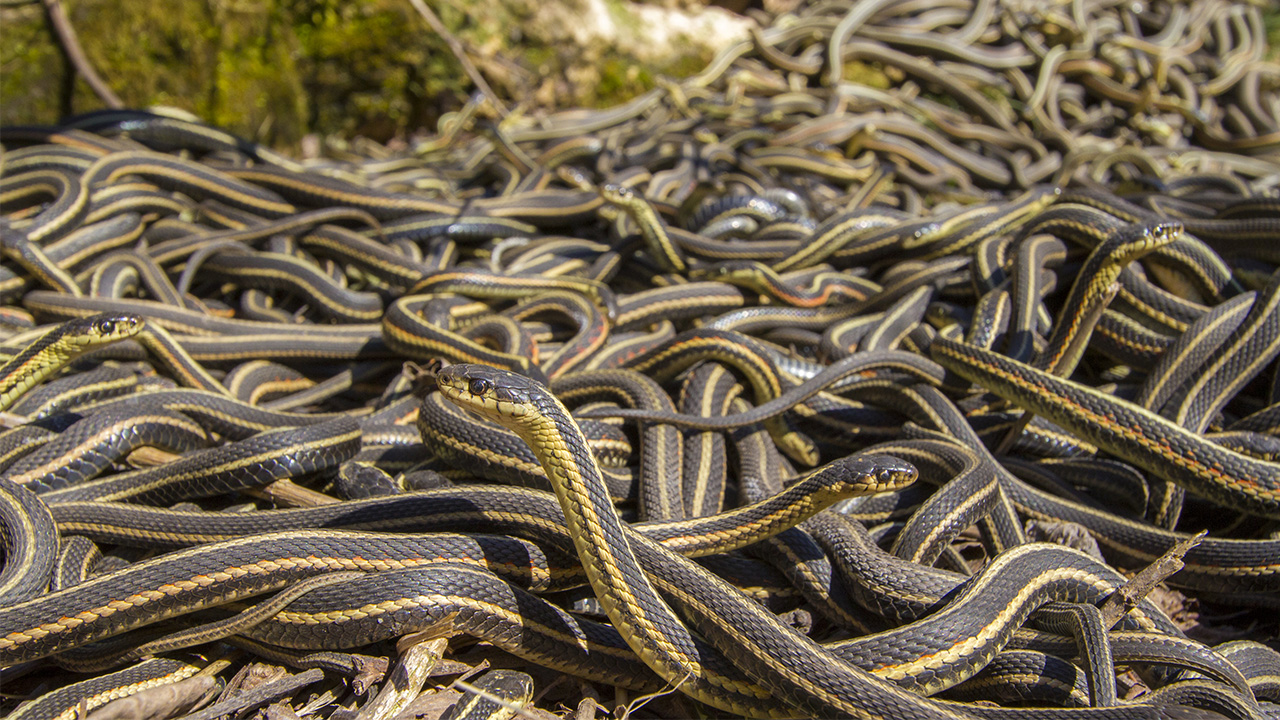 Do snakes live in groups?