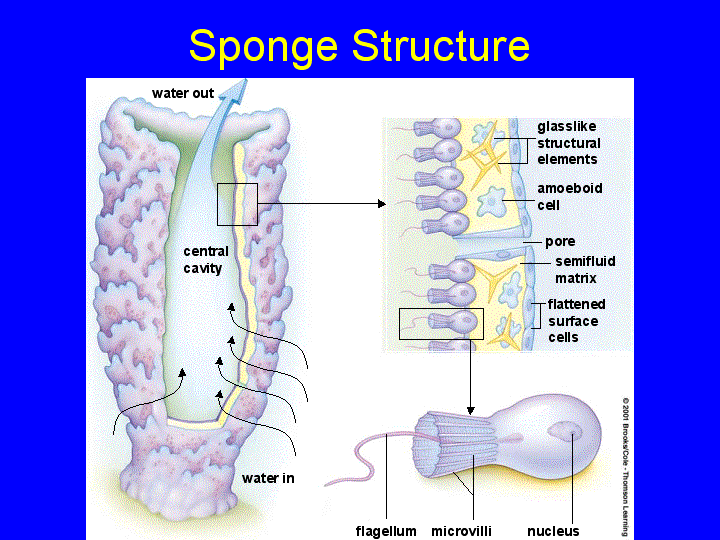 Do sponges have a true digestive system?