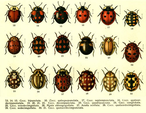 Do the number of spots on a ladybug mean? Do the number of spots on a ladybug mean?
