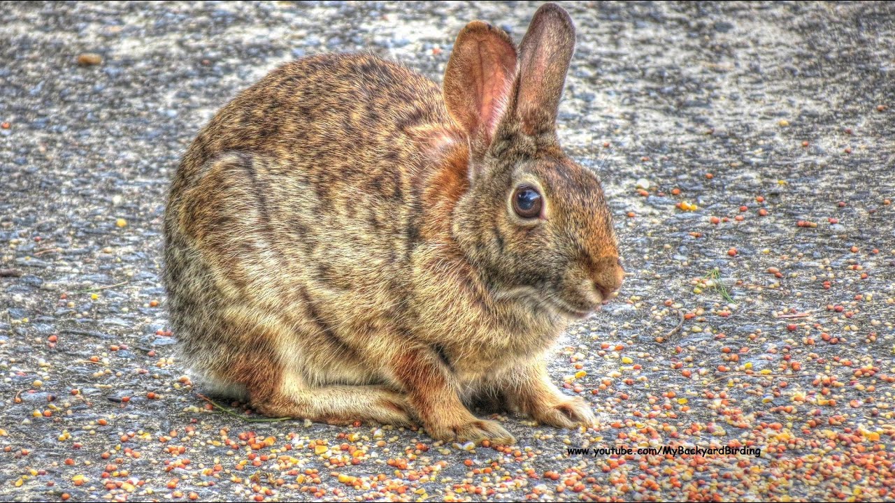 Do wild rabbits eat bird seed?