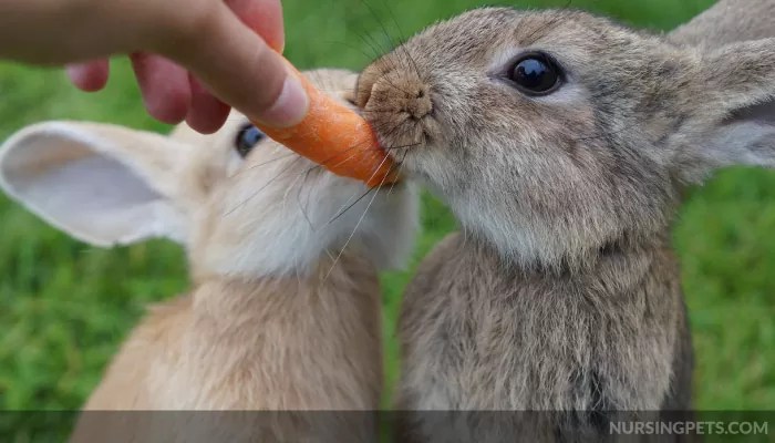 Do wild rabbits eat raw carrots?