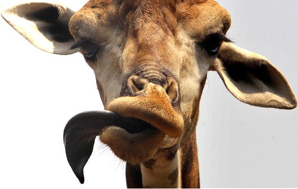 Does a giraffe have vocal cords?