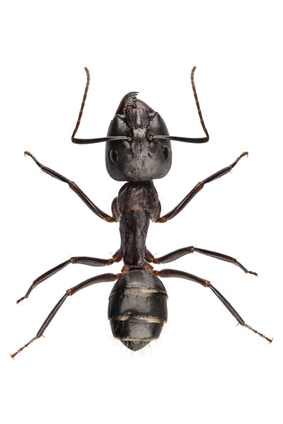Does an ant have 8 legs?