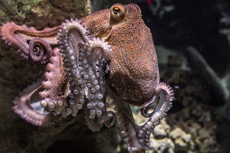 Does an octopus have 10 hearts?