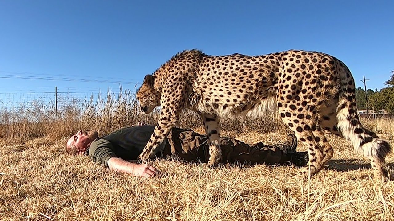 Does Cheetah eat human?