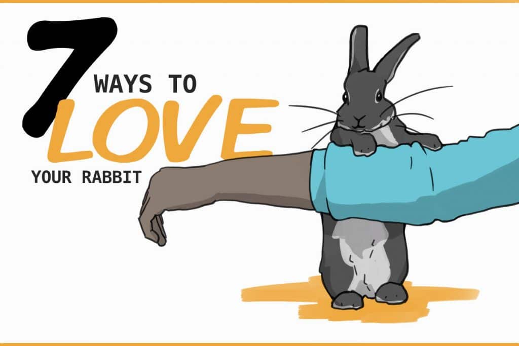 Does your rabbit know you love them? Does your rabbit know you love them?