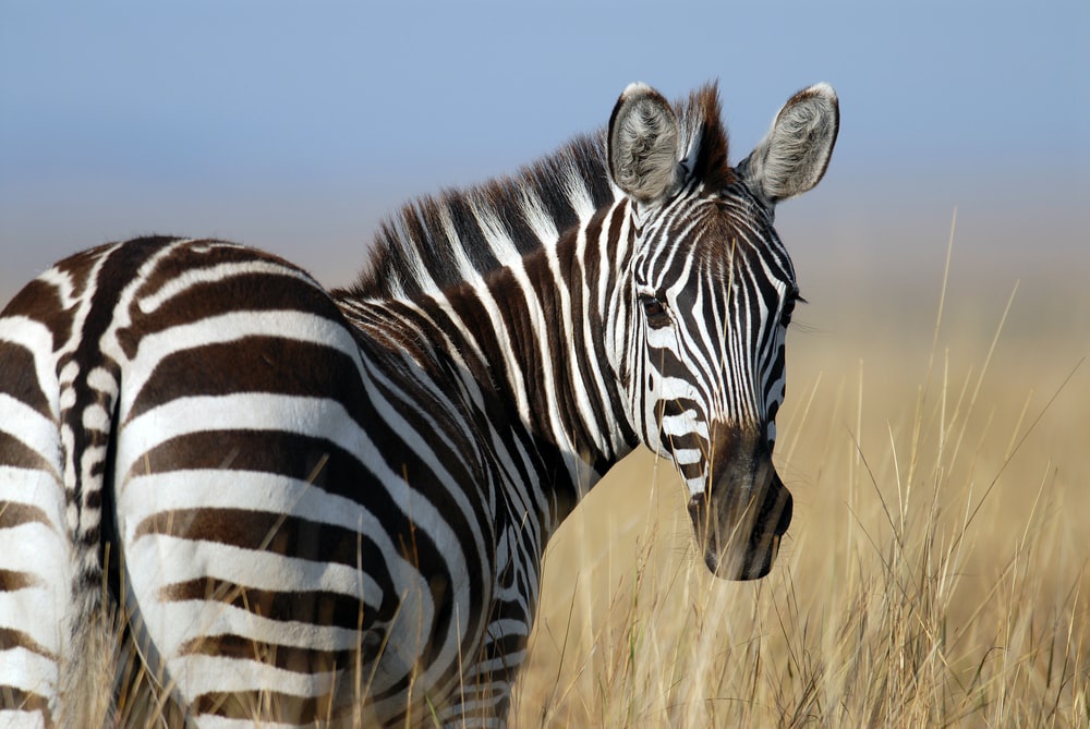 How are zebra stripes similar to fingerprints?