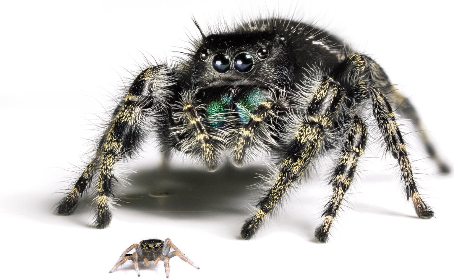 How big do jumping spiders grow to?