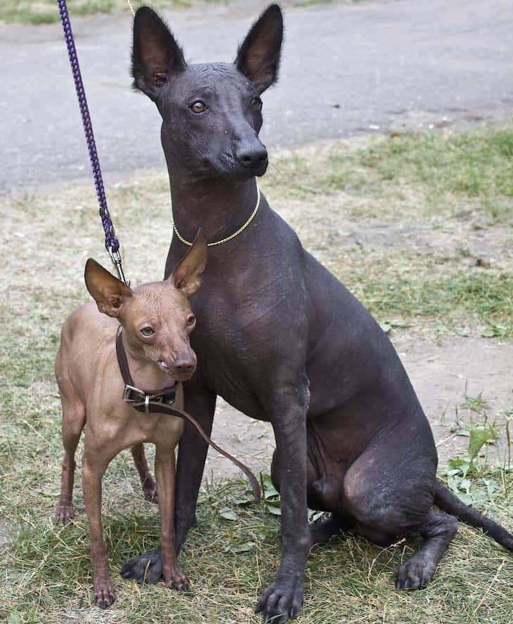 How big is a Xoloitzcuintli? How big is a Xoloitzcuintli?