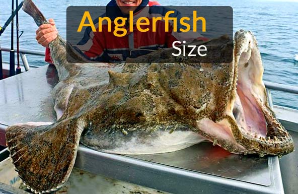 How big is the largest anglerfish?