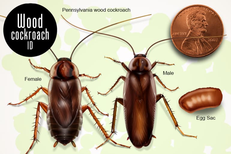 How can you tell a female cockroach?