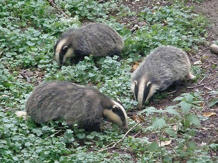 How can you tell if a badger sett is active?