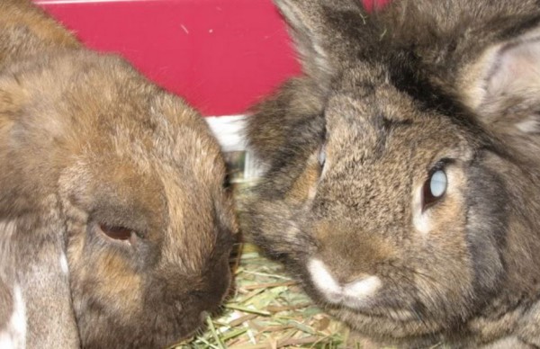 How can you tell if a bunny is blind?