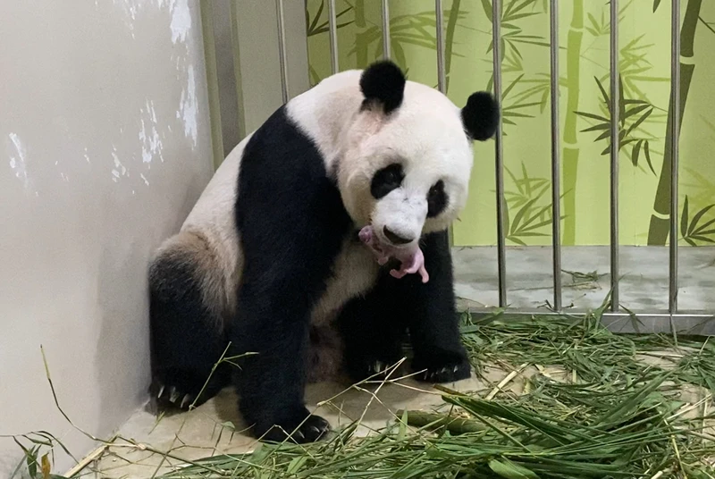 How did Singapore's giant pandas Kai Kai and Jia Jia get pregnant?
