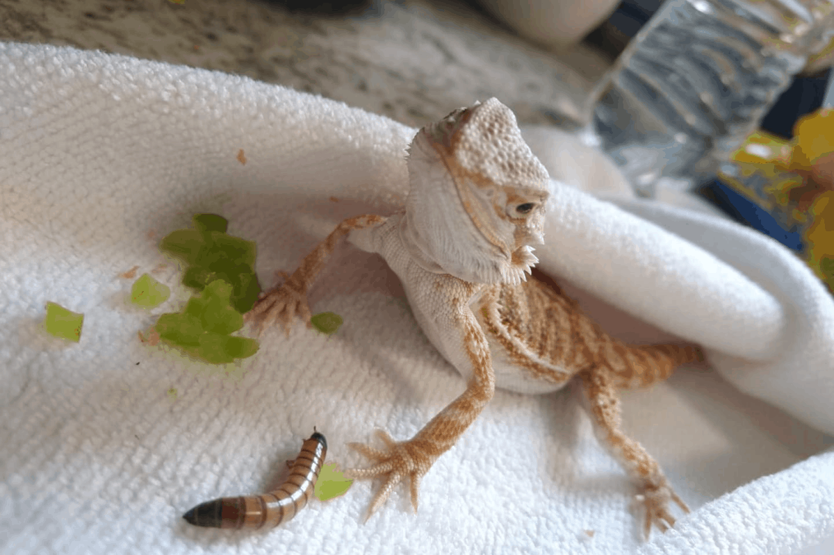 How did the lizard become so small? How did the lizard become so small?
