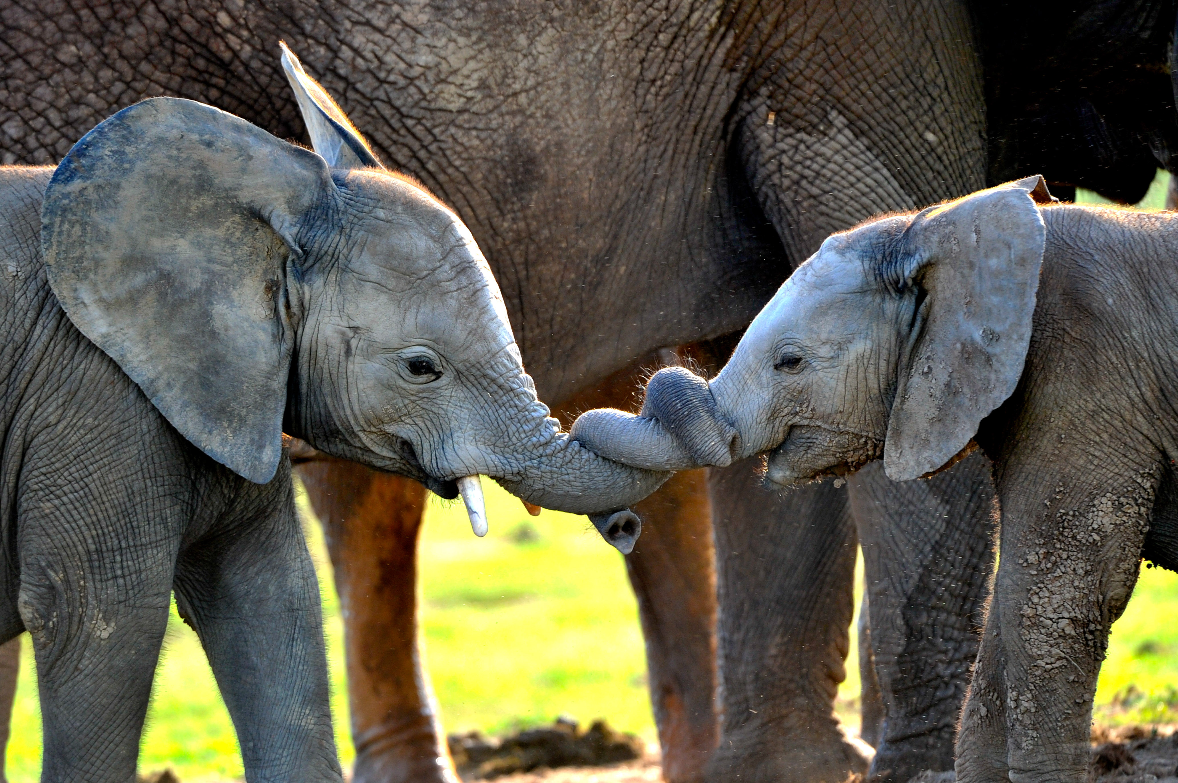 How do baby elephants play?