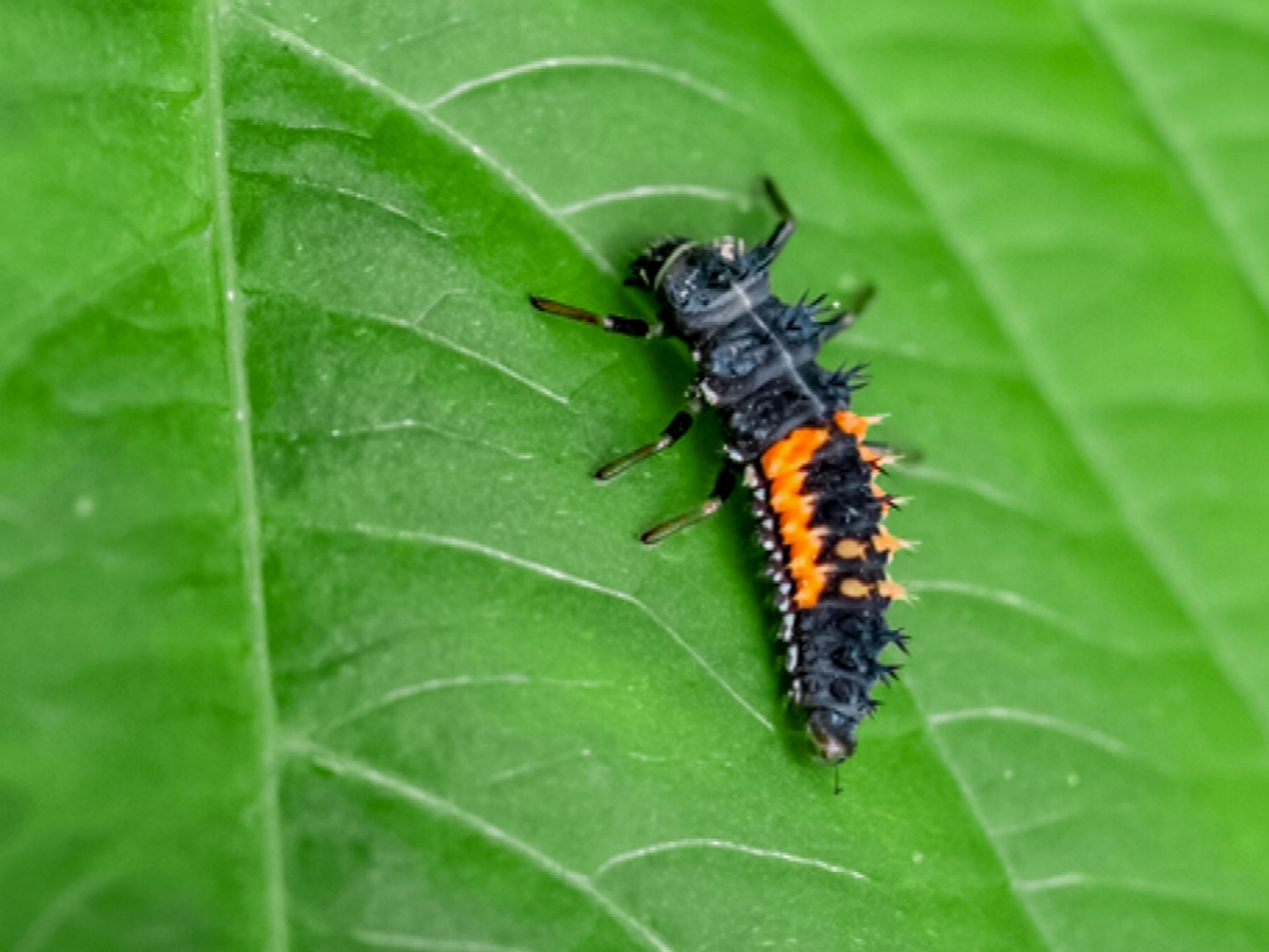 How do baby ladybugs look? How do baby ladybugs look?