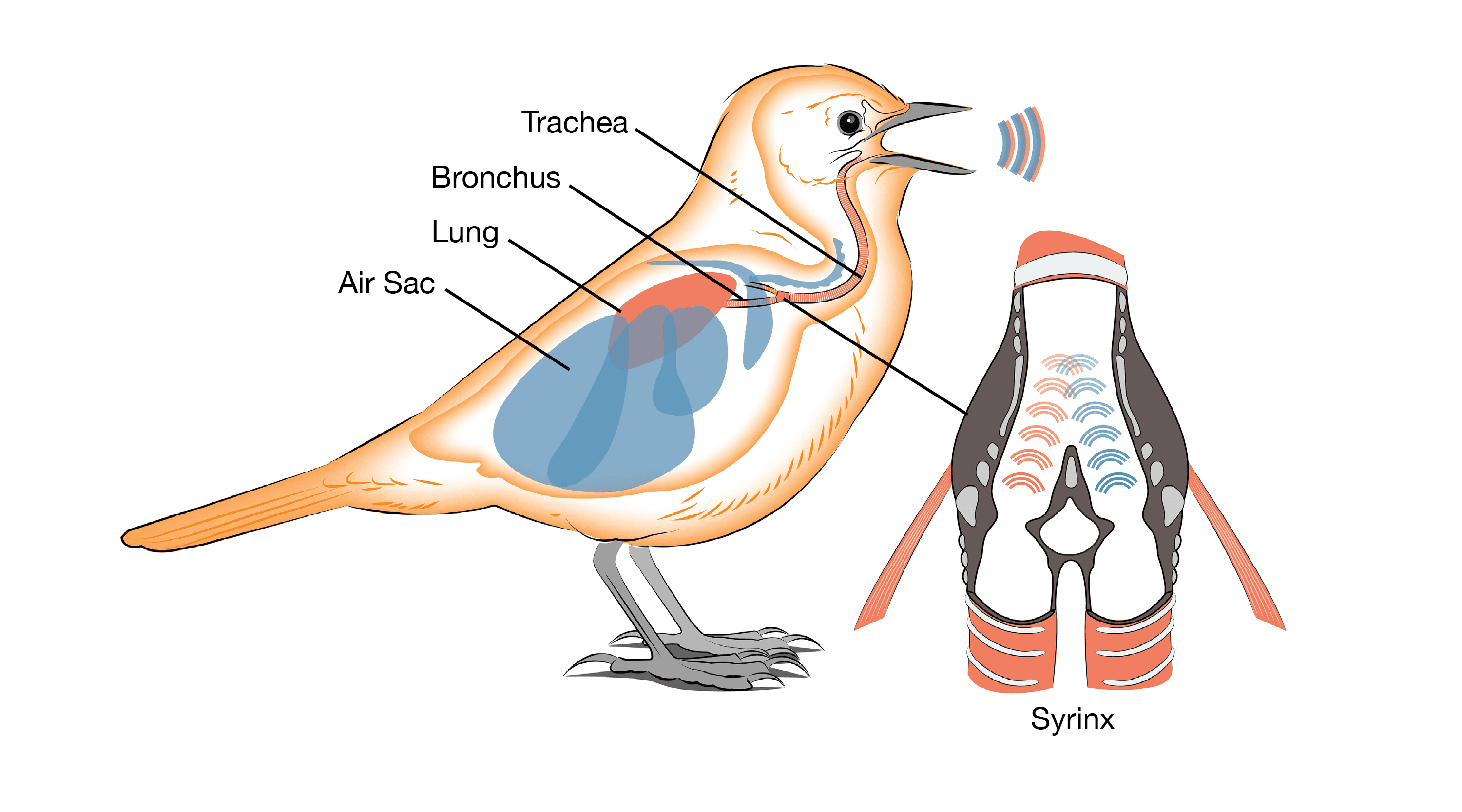 How do birds produce sound?