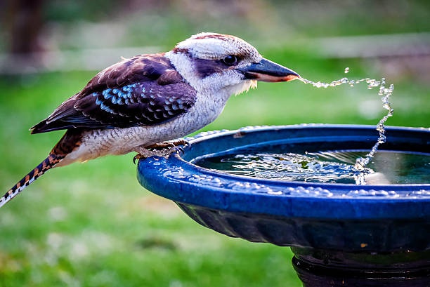 How do birds stay hydrated?