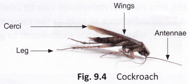How do cockroaches move?