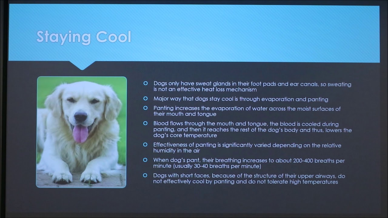 How do dogs Thermoregulate?