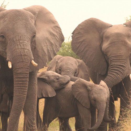 How do elephants survive in the wild?