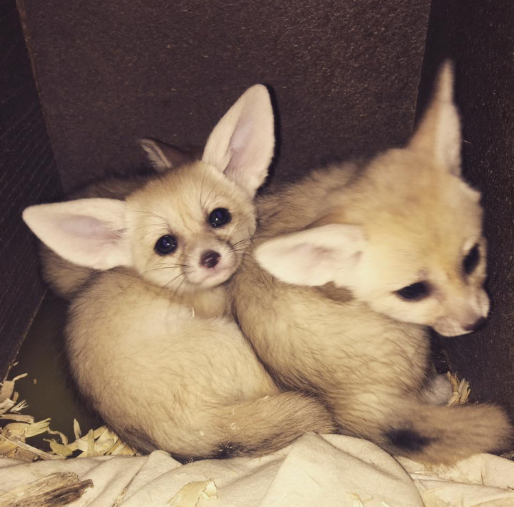 How do Fennec foxes make babies?