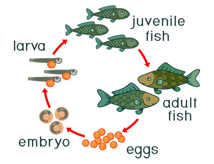 How do fish begin their life cycle?
